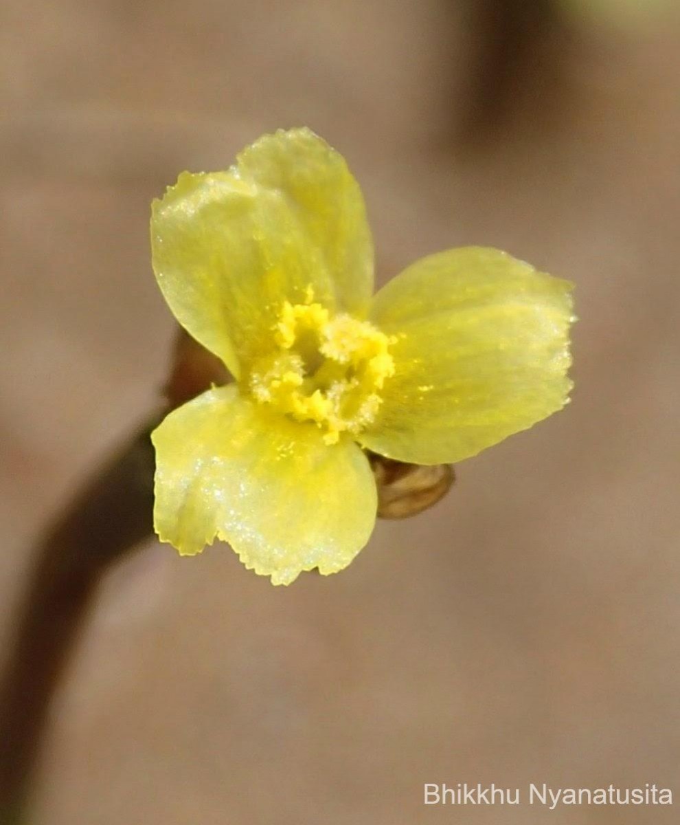 Xyris pauciflora Willd.